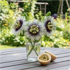 Пассифлора съедобная (желтая), декоративная, вечнозеленая лиана, лекарственная, комнатная 4087