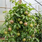 Пассифлора съедобная (желтая), декоративная, вечнозеленая лиана, лекарственная, комнатная 4087