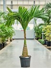 Арека Катеху (бетельный орех), декоративная пальма, комнатная, компактный размер 4083
