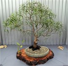 Эвкалипт Грандис, быстрорастущий, вечнозелёный, декоративный, эфиромасличный, лекарственный, ценная древесина 3969