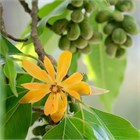 Магнолия Чампака (желтая), декоративная, ароматная, комнатная, бонсай 3444