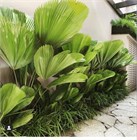 Ликуала большая (гофрированный веер), пальма декоративная, комнатная 4094