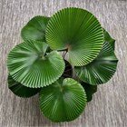 Ликуала большая (гофрированный веер), пальма декоративная, комнатная 4094
