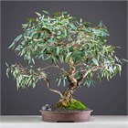 Эвкалипт лесной, вечнозеленый, декоративный, эфиромасличный, лекарственный, ценная древесина, медонос 4090