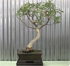 Эвкалипт пепельный (серебристый), декоративный, вечнозеленый, лекарственный, эфиромасличный, бонсай 4077