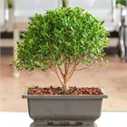 Акация ушковидная, вечнозелёное, быстрорастущее, декоративное дерево, медонос, бонсай 3971