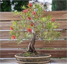 Каллистемон лимонный, морозостойкий, декоративный кустарник, вечнозеленый, бонсай 1844