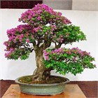 Табебуйя розовая, декоративное дерево, ценная древесина, медонос 3821