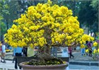 Табебуйя желтая, декоративная, ценная древесина, медонос 3822