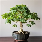 Папайя, декоративная, съедобная, лекарственная, комнатная, кадочное, бонсай 2185