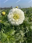 Хризантема белая, махровая, многолетняя, морозостойкая, декоративная 3966