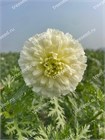 Хризантема белая, махровая, многолетняя, морозостойкая, декоративная 3966