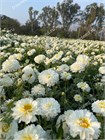 Хризантема белая, махровая, многолетняя, морозостойкая, декоративная 3966