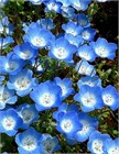 Немофила голубая (американская незабудка), декоративные цветы, комнатная, медонос 4097