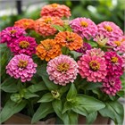 Циния микс, декоративные семена, комнатная, непрерывное цветение, медонос 4100
