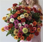 Циния микс, декоративные семена, комнатная, непрерывное цветение, медонос 4100