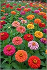 Циния микс, декоративные семена, комнатная, непрерывное цветение, медонос 4100