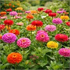 Циния микс, декоративные семена, комнатная, непрерывное цветение, медонос 4100