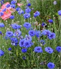 Василёк синий, морозостойкий, декоративный, съедобный, лекарственный, медонос 2286