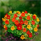 Настурция низкорослая Аляска микс, декоративные цветы, съедобная, лекарственная, продолжительное цветение, комнатная, медонос 4103