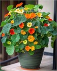 Настурция низкорослая Аляска микс, декоративные цветы, съедобная, лекарственная, продолжительное цветение, комнатная, медонос 4103