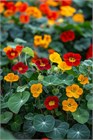 Настурция низкорослая Аляска микс, декоративные цветы, съедобная, лекарственная, продолжительное цветение, комнатная, медонос 4103