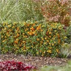 Пираканта Шарлаховая, желтая, редкая, вечнозеленая, медонос, живая изгородь, кадочное, бонсай 3510