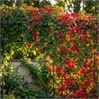 Виноград девичий пятилисточковый, морозостойкий, декоративная лиана 3131