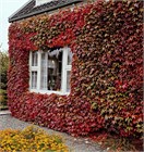 Виноград девичий триостренный (Вичи), декоративная лиана 3389