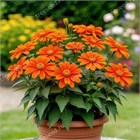 Титония (Мексиканский подсолнух), декоративные цветы, комнатная, медонос, продолжительное цветение 4106