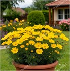 Космея желтая, декоративные цветы, лекарственная, съедобная, комнатная, медонос, самосев, продолжительное цветение 4105