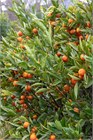 Кумкват (Японский апельсин), съедобный, лекарственный, эфиромасличный, комнатный, бонсай 4111