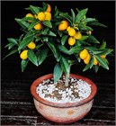Кумкват (Японский апельсин), съедобный, лекарственный, эфиромасличный, комнатный, бонсай 4111