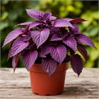 Перилла кустящаяся, фиолетовая 2205