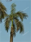 Архонтофеникс Александры (Королевская пальма) 3922