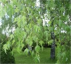 Береза Далекарлийская 3880