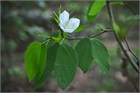 Баухиния заостренная Acuminata (белая орхидея) 4119