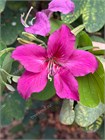 Баухиния Purpurea (пурпурная орхидея) 3955