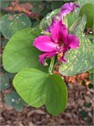 Баухиния Purpurea (пурпурная орхидея) 3955