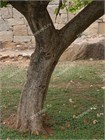 Баухиния Purpurea (пурпурная орхидея) 3955