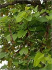 Баухиния Purpurea (пурпурная орхидея) 3955