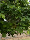 Баухиния Purpurea (пурпурная орхидея) 3955