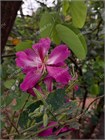 Баухиния Purpurea (пурпурная орхидея) 3955