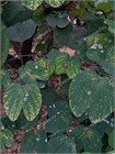 Баухиния Purpurea (пурпурная орхидея) 3955