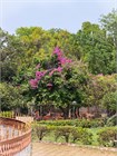 Лагерстремия (сирень) превосходная Speciosa 3964
