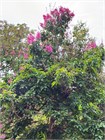 Лагерстремия (сирень) превосходная Speciosa 3964