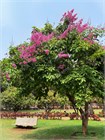 Лагерстремия (сирень) превосходная Speciosa 3964