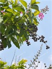 Лагерстремия (сирень) превосходная Speciosa 3964