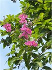 Лагерстремия (сирень) превосходная Speciosa 3964