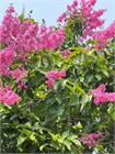 Лагерстремия (сирень) превосходная Speciosa 3964